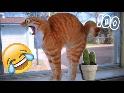 ŚMIESZNE ZWIERZĘTA 2023🐼#100😹 Zabawne i Słodkie 😹 60 Minut 😹