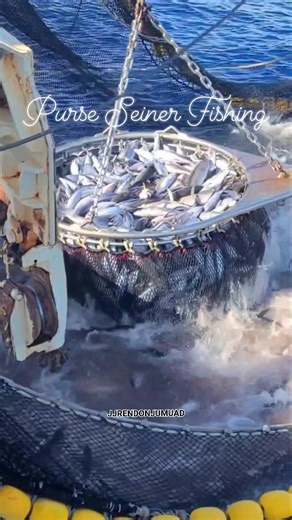Brailing 100 tons Skipjack & YellowFin Tuna Purse Seiner Fishing @ South Pacific Ocean #jjrendonjumuad #followerseveryone #fbviralpost #highlighteveryone #mananagat #highlight #mangingisda #fishing #fbpost #fish #fisherman | JJ Rendon Jumuad
