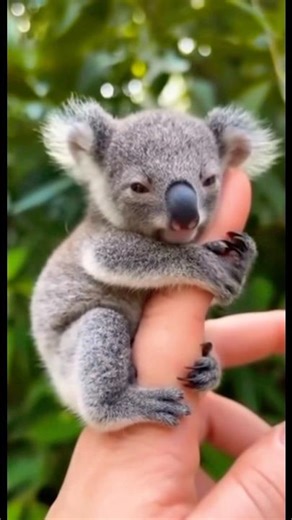 A tiny koala hugging a person’s finger like it’s a tree branch 🐨🤯