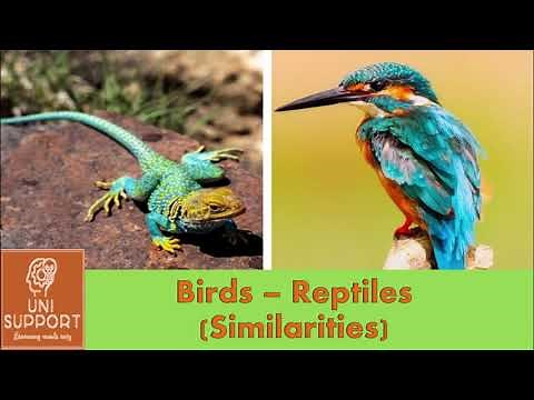 Birds are the Premium Version of Reptiles - Similarities between Birds and Reptiles