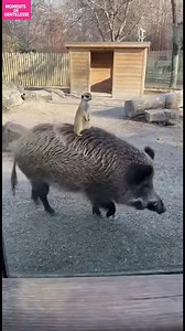 Aventure du Suricate! Un suricate fait un tour sur un sanglier, ravissant une petite fille! #fblifestyle #AI Generated using Kling AI . . . (À des fins de divertissement uniquement. Consulter des professionnels si des conseils sur les activités sont présentés. Aucune affiliation à une marque n'est implicite si elle est représentée. Si le contenu s'inspire d'événements réels, des adaptations créatives peuvent être incluses. Le contenu peut inclure des images publiques.) | Fabiosa - Rendez-le plus