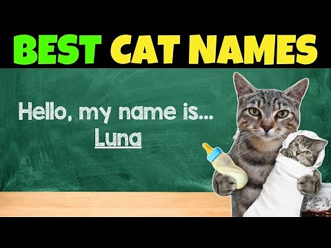 The 20 BEST Cat Names You'll Ever Hear!