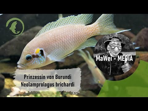 Prinzessin von Burundi - Neolamprologus brichardi @ZOO Aquarium Thüringer Zoopark Erfurt