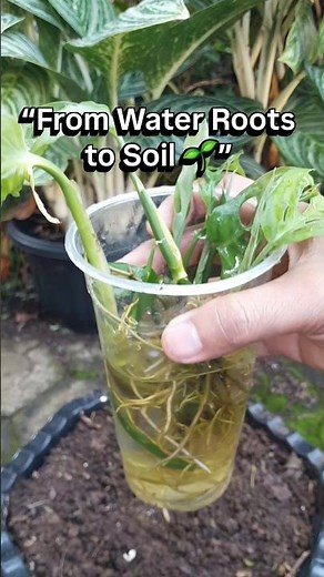 From Water to Soil | Monstera Propagation #gardening