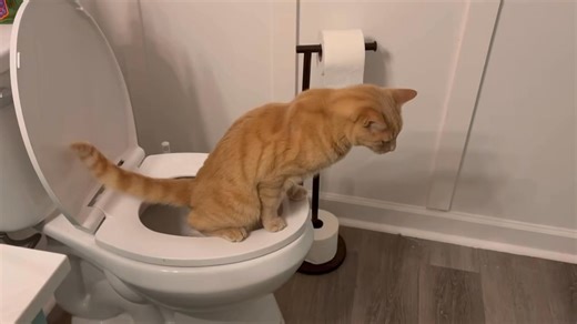 He’s self taught. The first time Biscuit went in the toilet, I was home alone and hearing someone go pee in the toilet freaked me out. I am getting more used to it now, and even leave the seat up for him when I remember to. He never makes a mess either. 🤷‍♀️ | Cat lovers