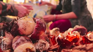 Sorting Boletus Edulis after picking in the forest. Woman hands sorting a boletus mushroom. Boletus Edulis. Porcini Mushroom picking in the forest