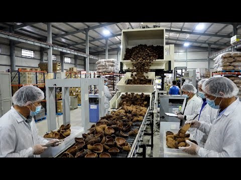 Inside a Modern Coconut Shell Activated Carbon Factory | From Waste to Powerful Filter
