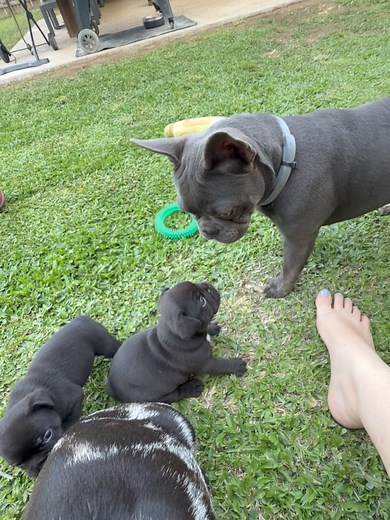 Breeding-Lunatic Legends on Reels | Facebook