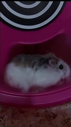 Hamster Running on Wheel 🐹 | Real Cage Sound ASMR