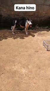 #anak na paur jiga bemo | Mang Aceng Tasikmalaya