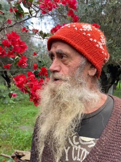 Αυτή είναι η Μπουκαμβίλια 🌺 το Χειμώνα. #bougainvillea #sofos #gerontas Ο Διονύσιος μας δείχνει την Μπουκαμβίλια του στη Ζάκυνθο η οποία σιγά σιγά χάνει το φύλλωμά της. #plant #organicfarming #bougainvilleaplantcare Βουκαμβίλια ή μπουκαμβίλια, αναρριχώμενο ημιαειθαλεές φυτό σύμβολο του καλοκαιριού. Το λουλούδι αυτό έχει συνδεθεί περισσότερο από οποιοδήποτε άλλο με το άσπρο και το μπλε των ελληνικών νησιών. Η ανθοφορία της βουκαμβίλιας ξεκινάει την άνοιξη και διατηρείται μέχρι το καλοκαίρι με εν