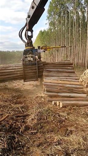 Logger work 🌲🪚🚜💸❤️ . . . .#loaderman559 #woodwork #loggers #StayAlert #logginglife #usa #history #usareels #realestate #hilights #highlightseveryone #Wow #OMG | Peake Warren
