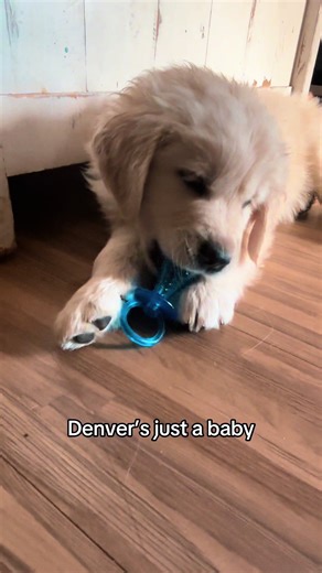 Meet Denver: The Adorable Golden Retriever Puppy