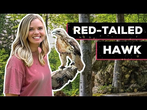 Red-Tailed Hawk | Structure & Adaptation
