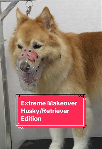 Extreme Makeover Husky/Retriever: Shedding Season Grooming Tips