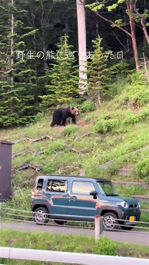 知床での野生のヒグマとの出会い