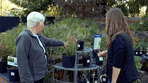 Fire-resistant plants for home landscapes