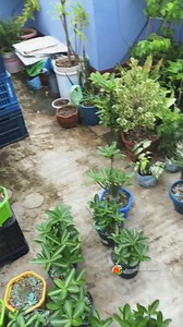 Using Scrapped Plastic Racks for Plant Stands: Sustainable Gardening Tips Transform old plastic racks into functional plant stands! 🌿 Discover how to repurpose and recycle scrapped plastic racks to create sturdy and eco-friendly stands for your garden plants. #SustainableGardening #EcoFriendly #RepurposePlastic #GardenHacks #GardeningInRain #gardeninspiration #gardendesign #GardenTipsByGhosh #gardeningtips #GardeningHacks | Ghosh Garden