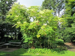 Aralia elata - Alchetron, The Free Social Encyclopedia