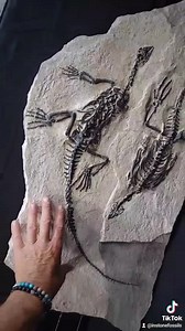 Early preview of the show is awesome #fossils #fossil #paleontology #geology #dinosaurs #dinosaur #nature #science #fossilhunting #prehistoric #jurassicpark #jurassic #fossilhunter #jurassicworld #minerals #ammonite #rocks #fossiladdict #palaeontology #art #crystals #naturalhistory #ammonites #paleontologist #paleoart #megalodon #geologyrocks #trilobite #trilobites #cretaceous | In Stone Fossils