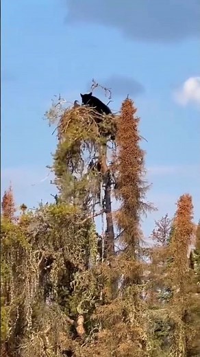 Black Bear vs Young Eagle: Nature's Epic Showdown