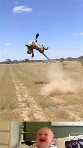 Giraffee Kick Of On Tiger 😱 | Animal Funny Video | #shorts #youtubeshorts