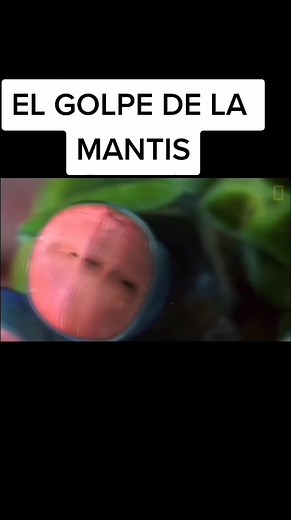 INCREIBLE😱.. . . . .#documental #natgeo #animal #history #documentary #natgeowild #documentalesenespañol #animalessalvajes #nationalgeographic #fyp #mantis #mantisreligiosas