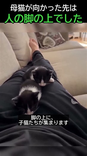 Where the mother cat went after leaving her kittens on my lap