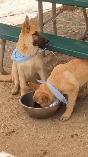 Powerpuff Puppies Bubbles and Buttercup had a blast at the Idyllwild Community Center today. While the kids had a chance to learn about the importance of rescuing dogs and cats, they also got a chance to run and play with the puppies. Tomorrow, our team over at the stables will be bringing two horses. The kids will get another hands on experience learning about horses and importantly, the horse-human bond that we develop using collaborative horsemanship. #puppies #puppiesplaying #rescuedogs #ani