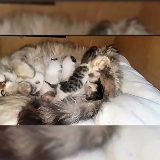Heartwarming Moments: Mother Cat Nursing Her Kittens