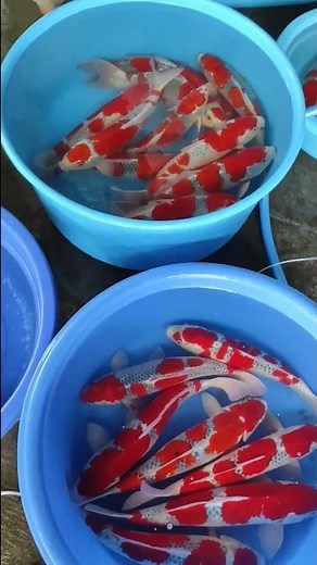 PANEN SIZE 65 CM KOI F1 JUMBO KUALITAS ISTIMEWA #koijumbo #ikankoi