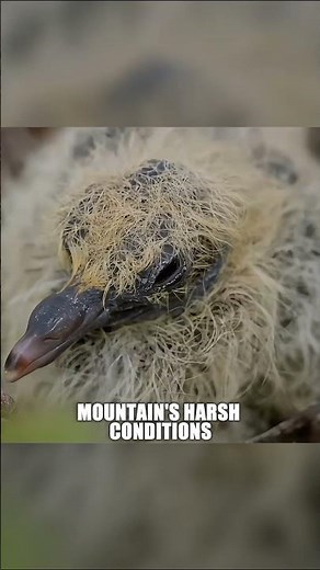 Mount Hamiguitan: A UNESCO Sanctuary of Rare Wildlife and Pygmy Forests