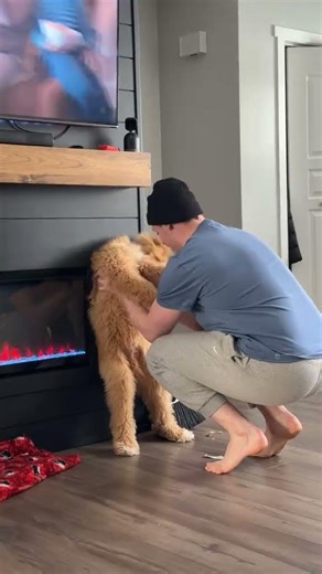 Certified land shark#dog #dogs #puppy #puppies #dogshorts @stevie.the.cockapoo