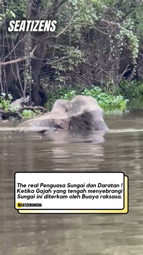 South East Asia Media on Instagram: "The pygmy elephant in Kinabatangan is a small subspecies of the Asian elephant found in the Kinabatangan area, Sabah, Malaysia. They are known for their smaller size compared to the typical Asian elephant, as well as their special adaptations to the tropical rainforest environment in the region. These pygmy elephants are ecologically important because they help maintain the balance of the forest ecosystem through activities such as seed dispersal and creating