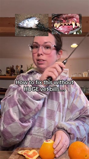 Affordable Dog Dental Care Tips for Pet Owners