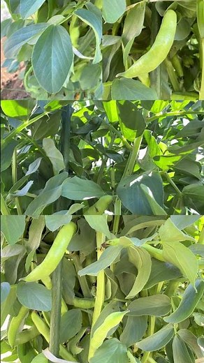 5月中旬の家庭菜園 空豆 そらまめ ソラマメ 成長＆収穫真っ盛り 5月いっぱいは楽しめそうです