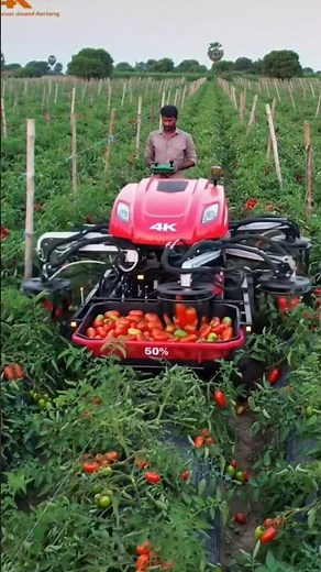 Advanced tomato picker working with full accuracy 🍅🤖