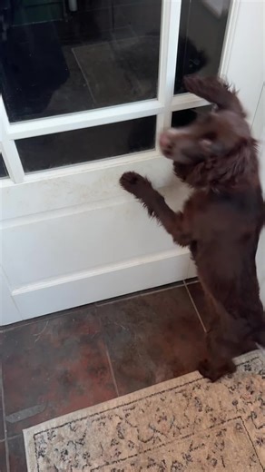 Cocker Spaniel Puppy Shows Off Proud Artwork