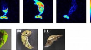 Biophotons: Mechanisms of Cellular and Organismal Communication