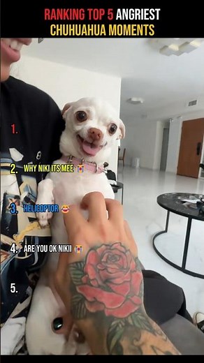 Top 5 Angriest Chihuahua Moments Ever Caught on Camera 😂🐶 #shorts