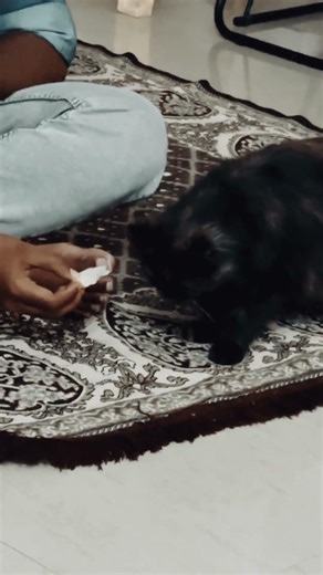 Adorable Cat Eating Bread Piece ❤️ #shorts #cutecat #catlover #funnycat #catshorts