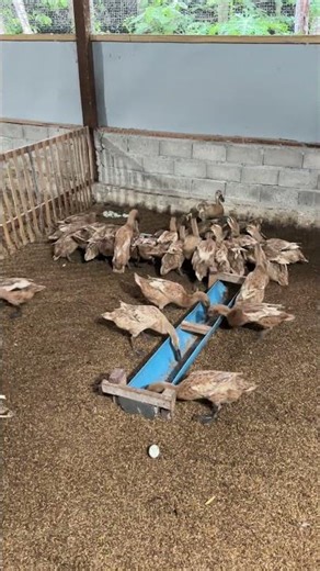 Look How Hungry These Laying Ducks Are at Feeding Time