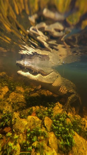 Basa’s Wild Life | Dan B on Instagram: "King of the Swamp  ~~~~~~~~~~~~~~~~~~~~~~ My favorite shots of Florida’s most iconic species, the American Alligator. ~~~~~~~~~~~~~~~~~~~~~~ Shot with: @ikelite @canonusa"