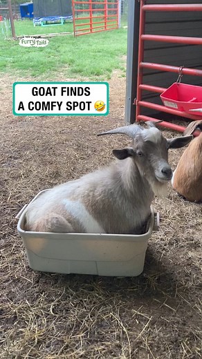 'If I sits I fits' | Furry Tails