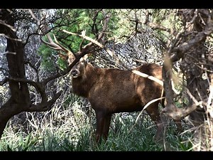 ΕΚΠΛΗΚΤΙΚΟ ΕΚΤΡΟΦΕΙΟ ΑΓΡΙΩΝ ΖΩΩΝ ΣΤΟ ΠΟΡΤΟ ΜΠΟΥΦΑΛΟ ΤΗΣ ΕΥΒΟΙΑΣ ΣΕ ΜΙΑ ΕΚΤΑΣΗ 800 ΣΤΡΕΜΜΑΤΩΝ!