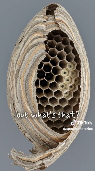 specimenstories on TikTok