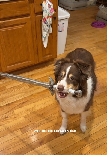 Cute and Dangerous: The Australian Shepherd's Charm