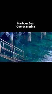 5.4K views · 91 reactions | #harborseal #seal #pinniped #comox #marina #vancouverisland #britishcolumbia #Canada | Comox Valley Wildlife Sightings | Facebook