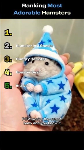 Ranking Most Adorable Hamsters