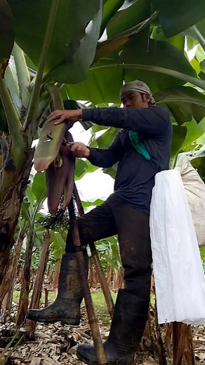 223K views · 1.1K reactions | Mao ni shield sa bunga #buhaytrabahanti #banana #tips #tutorial | Zacjian Vlog | Facebook